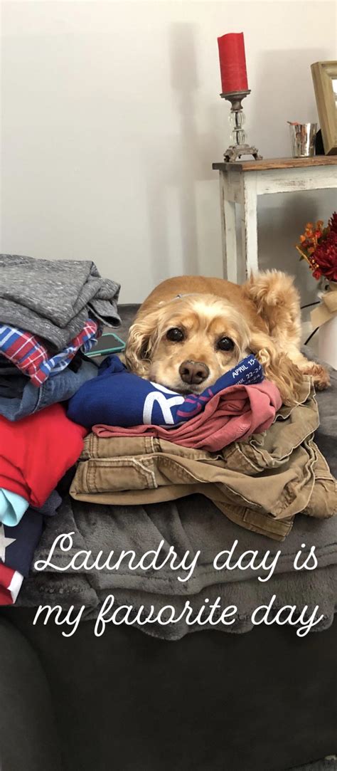 Laundry Day R Cockerspaniel