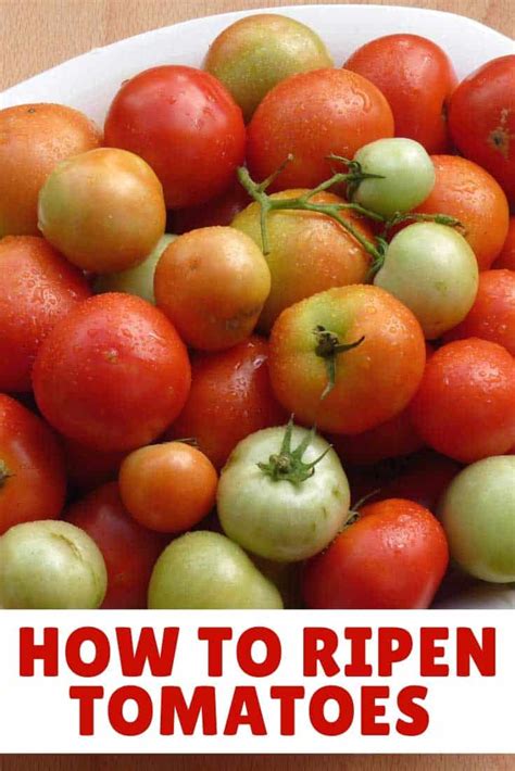 They will instead have a sour or astringent taste to them. How To Ripen Tomatoes At Home - 5 Easy Methods - Liana's ...