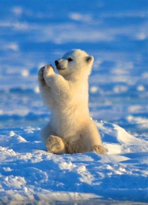 Baby Polar Bear Baby Polar Bears Cute Baby Animals Cute Animals