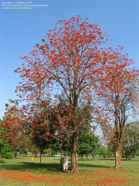 Find pictures of over 1,000 flowers with names on my pinterest board. E. Suberosa Tree in Bloom in Model Town Park, Lahore ...