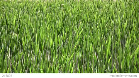 Tall Blades Of Grass Gently Sway In Wind (High Definition ...