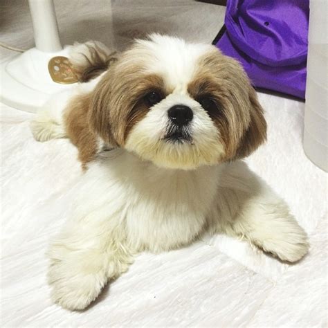 12 Adorable Shih Tzus Who Will Make Your Day Better