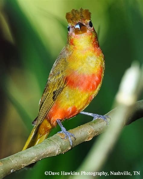 Birding Trails Tennessee Wildlife Resource Agency Summer Tanager