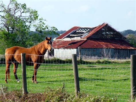 Horse And Old Barn Stock Photo Image Of Horse Grass 4426058