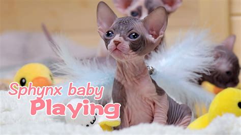 Cute Overload Playtime Before Bed Sphynx Babies That Will Make Your