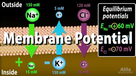 Membrane Potential Equilibrium Potential And Resting Potential
