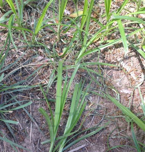 What Is Nutsedge Duvall Lawn Care