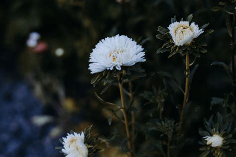 White Petaled Flowers Selective Focus Photography · Free Stock Photo