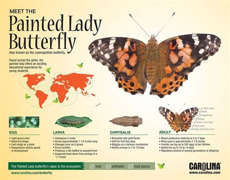Infographic Meet The Painted Lady Butterfly Woman Painting