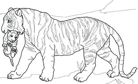 Realistic Printable Realistic Tiger Coloring Pages