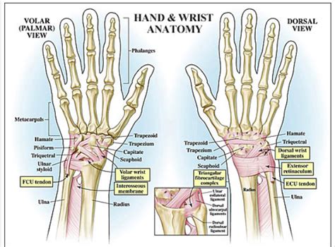 Notably displays the transverse carpal ligament (flexor retinaculum) and the palmar fascia. Wrist Pain in CrossFit — Arrow Physical Therapy