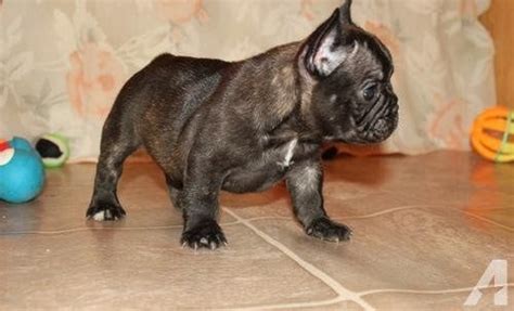French bulldog puppies for sale and dogs for adoption in illinois, il. French Bulldog Puppies Illinois | Bulldog puppies, French ...
