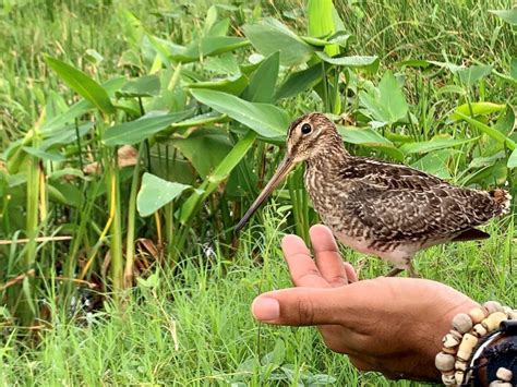 Theres Nothing Casual About Casual Birding Trinidad And Tobago Newsday