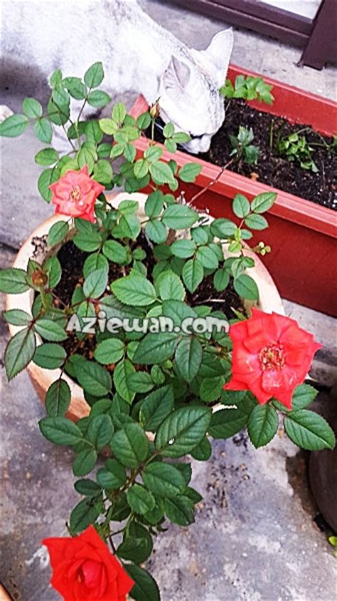 Mawar adalah salah satu bunga terindah, tradisional, dan wangi yang boleh anda tanam di kebun anda. LAMAN INFORMASI AGRO BISNES: Tips penjagaan pokok bunga ...