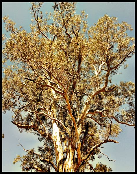 There are 89 red river gum for sale on etsy, and they cost $48.48 on average. A huge River Red Gum on Bungil Creek ~ Roma. This River ...