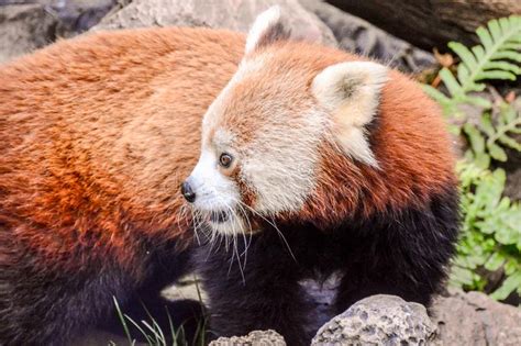 The only browser built for freedom, not for profit. Red Panda Firefox Mammal Animal Stock Photo - Image of ...