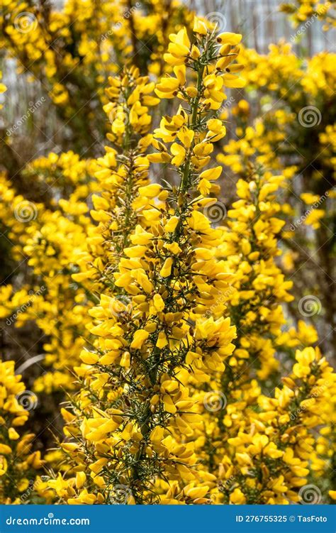 Gorse Ulex Europaeus Blooming Spiny Shrub With Yellow Flowers In