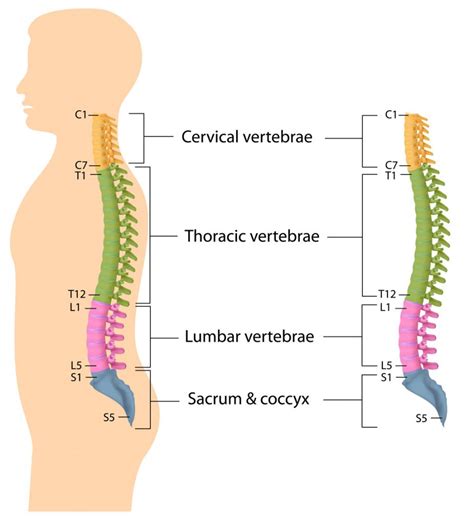 Neck And Spine Injuries