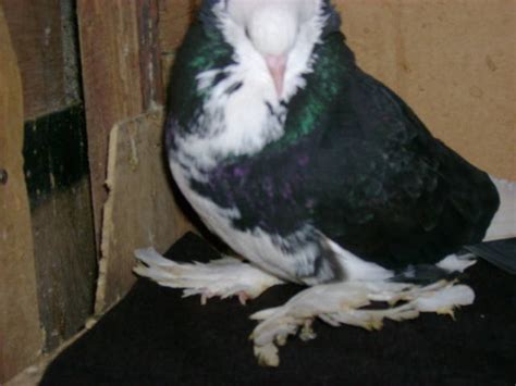 Oriental Frill Fancy Pigeons For Sale Adoption From Benguet Baguio