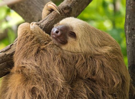 5 Of The Laziest Animals In The Animal Kingdom Yummypets