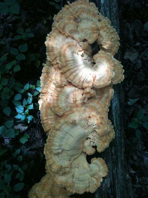 Missouri Shrooms Mushroom Hunting And Identification Shroomery