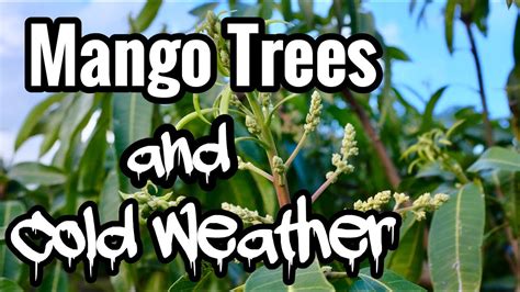 We did not find results for: Mango Trees and Cold Weather - YouTube