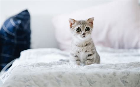Download Wallpapers Gray Little Kitten Cute Animals Cats Pets