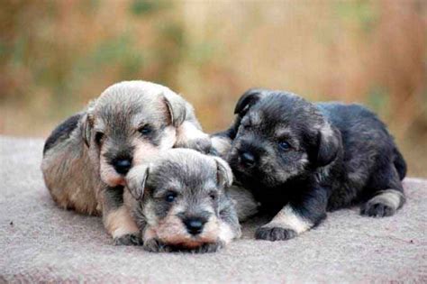 Total Images Cuantos Cachorros Puede Tener Un Schnauzer Miniatura