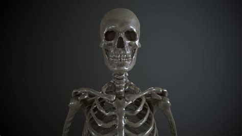 Realistic Skeleton Armature 3D | CGTrader