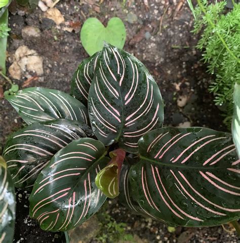 Tropical Foliage Plants In The Tropicals Forum