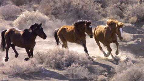 Wild Horses No Home On The Range The New York Times