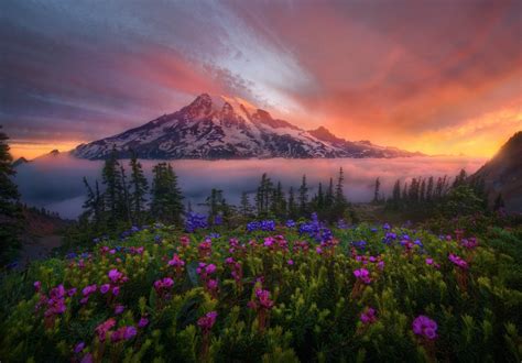 Alaska Landscape Flowers Spring Oregon British Columbia Nubbsgalore •
