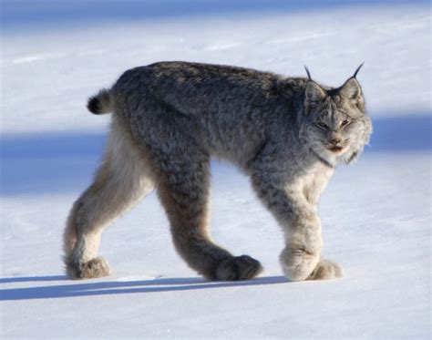 Canadian Lynx Clever Specialized Hunters Of The Snowy Forests One Earth