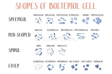 Bacteria Classification Shapes Of Bacteria Morphology Microbiology