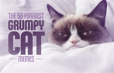 40 A Good Neighbor The 50 Funniest Grumpy Cat Memes Complex