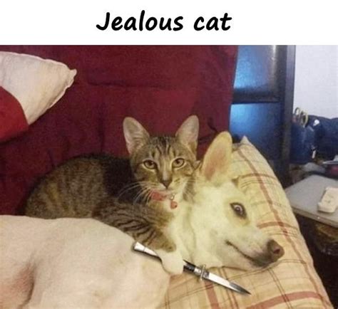 Envious Cat Meme