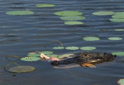 Human Arm Found In Alligators Mouth In Florida Wildlife Preserve