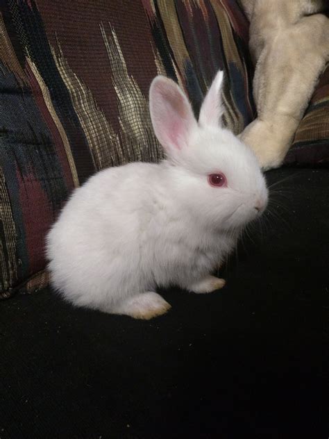 Check spelling or type a new query. Lionhead rabbit Rabbits For Sale | Marietta, GA #284887