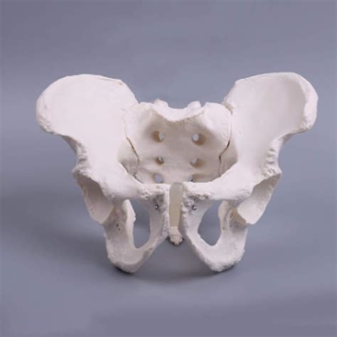 Educational Model Life Size Male Pelvic Model Human Pelvic Anatomical Model 27 19 16cm For