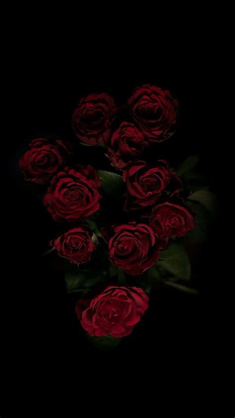 Discover More Than 61 Black Rose Wallpaper Iphone Latest Incdgdbentre