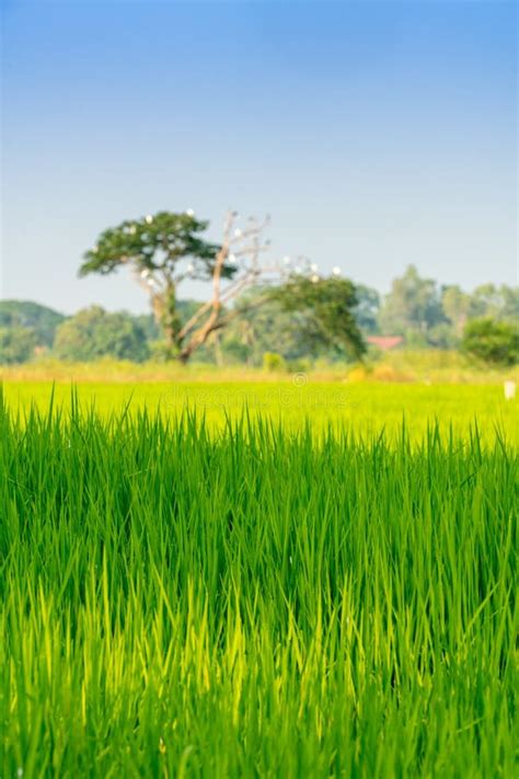 Rice Field With Soft Focus Of A Tree In Background Portrait View Stock