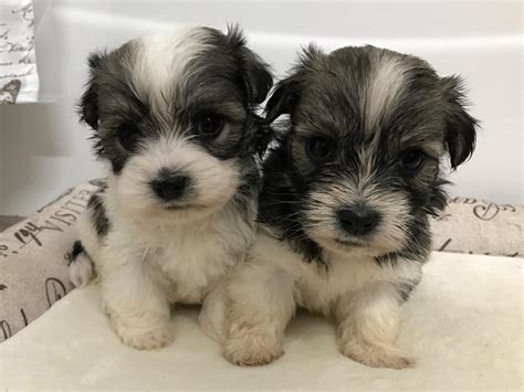 Real Good Dogs - Puppies For Sale