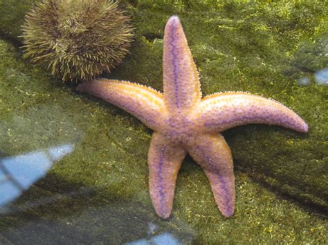 Pisaster Brevispinus Pink Sea Star Captive A Photo On Flickriver