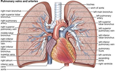 An overview of the heart models on the upcoming test. Physiologic Anatomy of the Pulmonary Circulatory System