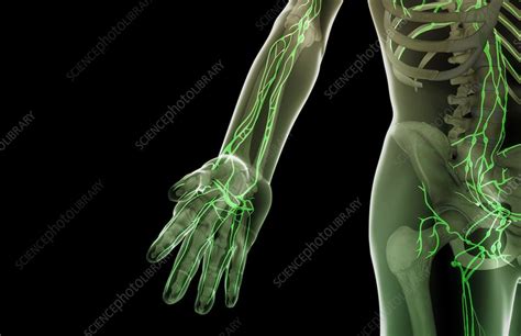 The Lymph Vessels Of The Hand And Forearm Stock Image C0082450