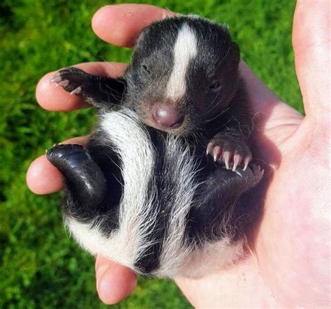 209 Best Skunk Love Images On Pinterest Animal Babies Baby Animals