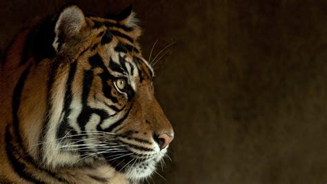 Partners Against Crime Working Together To Save Sumatran
