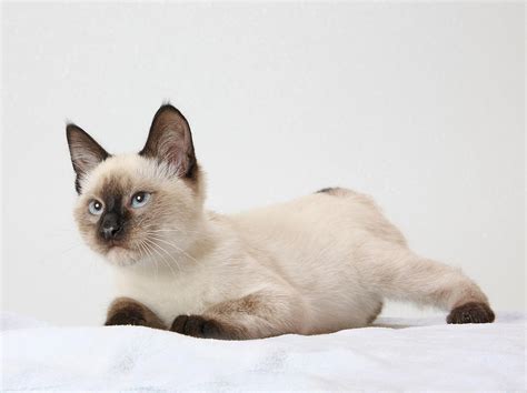 Chocolate Point Siamese Photograph By Kimber Butler
