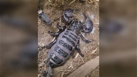 Gravid Pregnant Emperor Scorpion Youtube