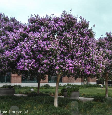 This drought and disease tolerant plant needs a 3 foot spacing between shrubs. Dwarf Victor Crape Myrtle - Crape Myrtle Guy | Crape ...